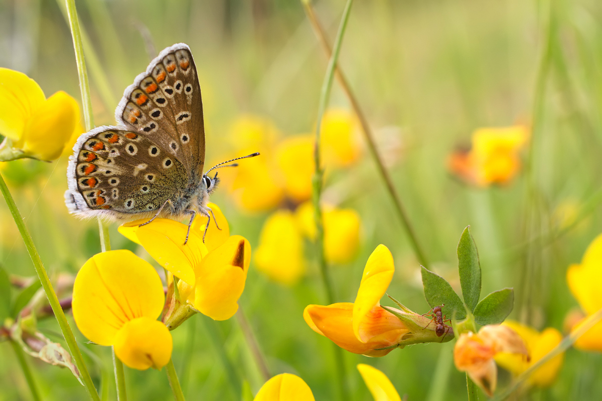 Common Blue female